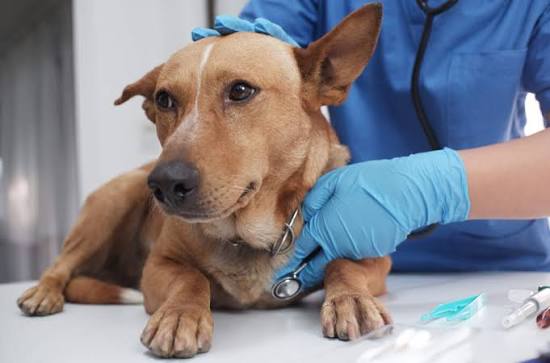Transjugular Removal of Canine Heartworms: A Clinical and Surgical Overview